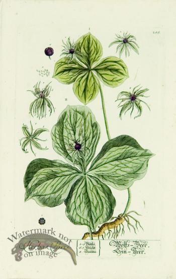 Blackwell German 022